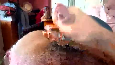 currocll online show from 10/06/25, 08:01