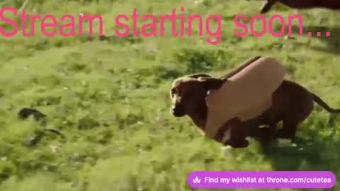 Cutetea online show from 12/09/24, 02:45