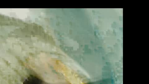 dandeb online show from 01/19/26, 01:26