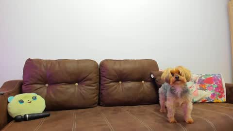 Snapshot of devinesex chatting on 02/20/25, 09:33 Misha online show from 02/20/25, 09:33