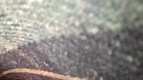 Snapshot of dino_7711 chatting on 11/12/25, 01:39 dyno online show from 11/12/25, 01:39