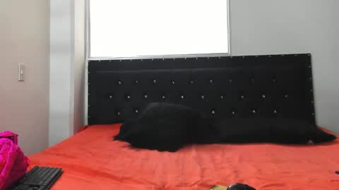 C E L E S T E  online show from 10/08/25, 07:11