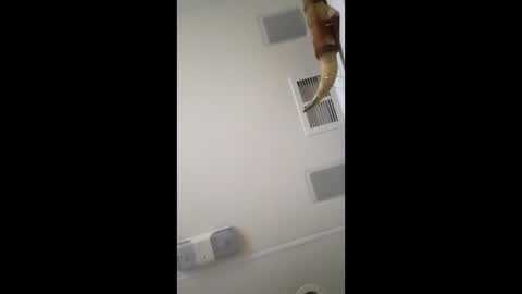 Snapshot of dtrain6969420 chatting on 02/03/26, 06:40 dtrain6969420 online show from 02/03/26, 06:40