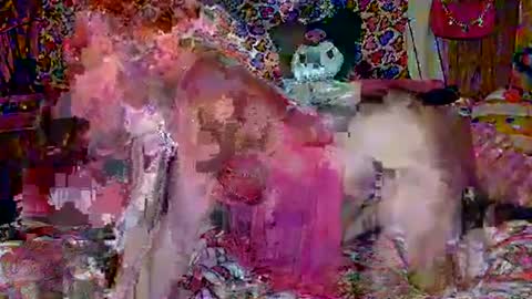 Snapshot of egirlhaile chatting on 02/18/25, 03:42 Sparkly Haile online show from 02/18/25, 03:42