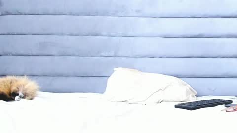 elaisaprincess online show from 02/11/25, 02:14