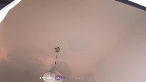 elliefrost online show from 02/12/25, 12:37