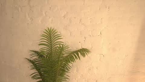 elliefrost online show from 03/11/25, 12:22