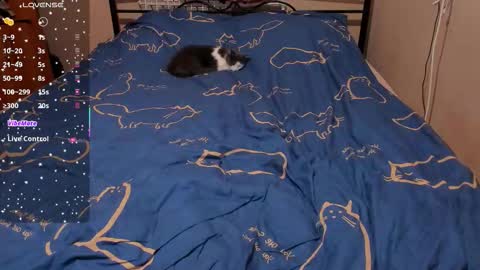 Eva online show from 02/27/26, 03:12