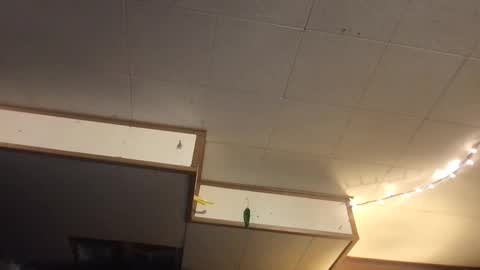 Snapshot of faexoxoxo chatting on 03/12/25, 06:40 Fae online show from 03/12/25, 06:40