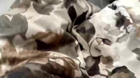 falahafterdark online show from 04/21/26, 06:09