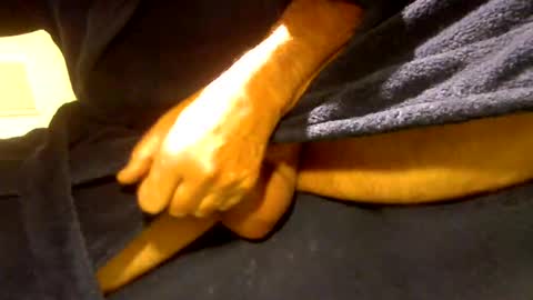 fastoys aka ...what ever.. online show from 03/19/26, 02:32