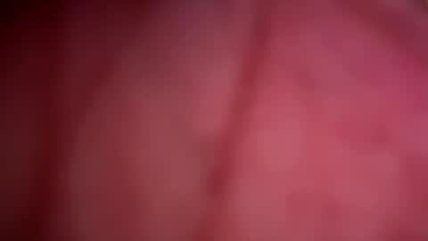 Snapshot of forbiddenalpha chatting on 05/13/26, 11:44 ForbiddenAlpha online show from 05/13/26, 11:44