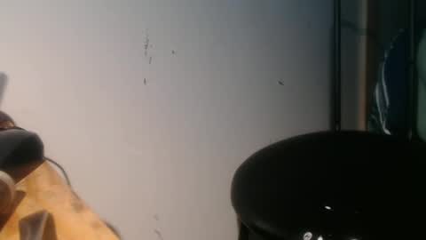 Snapshot of forestnymphpdx chatting on 01/30/25, 09:04 forestnymphpdx online show from 01/30/25, 09:04