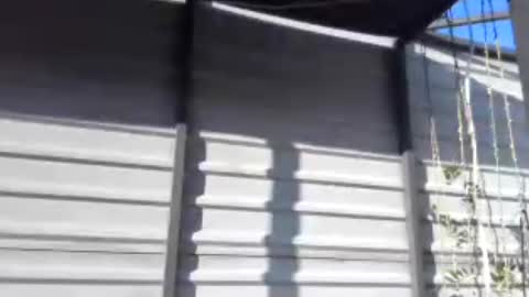 fox_red_lady7 online show from 07/30/26, 04:06