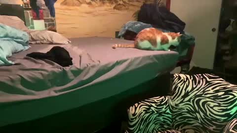 foxyladysback923 online show from 02/28/25, 03:37