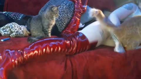 Snapshot of freakyspun101 chatting on 01/13/25, 09:52 freakyspun101 online show from 01/13/25, 09:52