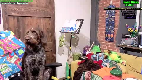 Snapshot of frogessjay chatting on 04/11/26, 08:13 Jaywise Frogfoot online show from 04/11/26, 08:13