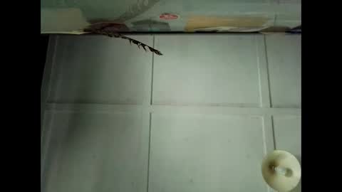 Warwick online show from 10/04/25, 12:41