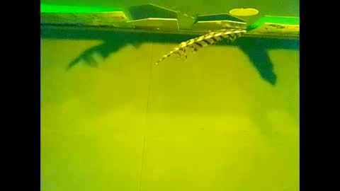 Warwick online show from 10/22/25, 10:04