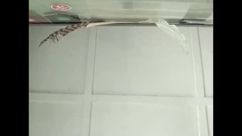 Warwick online show from 10/27/25, 03:10