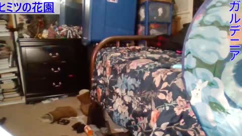 Gardenia online show from 12/29/24, 06:56