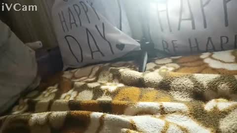 gatodes6116291 online show from 10/30/25, 05:35