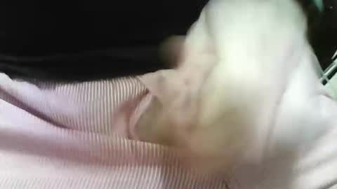 Snapshot of germandaddydick1 chatting on 10/25/25, 08:03 germandaddydick1 online show from 10/25/25, 08:03