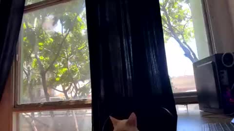 gerson229 online show from 10/23/25, 01:21