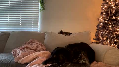 GoddessMayvn online show from 12/12/24, 11:47