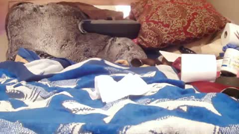 Juicy Booty online show from 02/01/25, 03:07