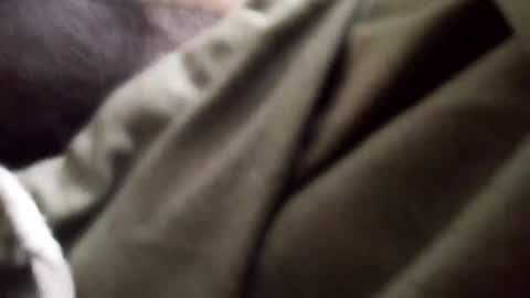 Arab Pronstar online show from 01/05/25, 09:25