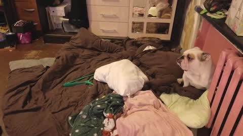 graylovescookies online show from 12/29/24, 03:03