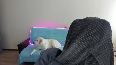 Snapshot of guy_liam1 chatting on 12/20/24, 08:06 guy_liam1 online show from 12/20/24, 08:06