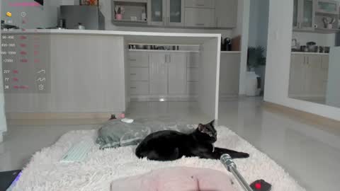 Snapshot of halliee chatting on 12/12/24, 10:52 insta Laupalacio777Next stream 01th December online show from 12/12/24, 10:52