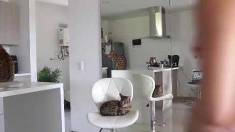 Snapshot of halliee chatting on 02/23/25, 06:12 insta Laupalacio777Next stream 01th December online show from 02/23/25, 06:12