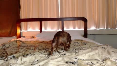 Gregblonde  Alextattoo online show from 02/01/25, 01:02