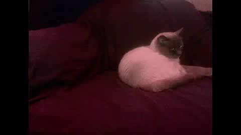 hopps28 online show from 03/01/25, 10:13