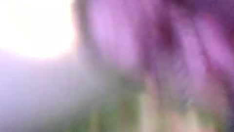 steve auston online show from 01/01/25, 04:50