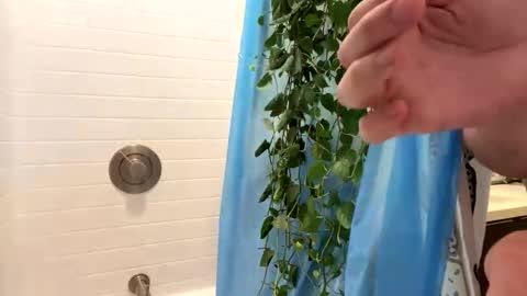 hung_and_horny1005 online show from 11/24/25, 11:15