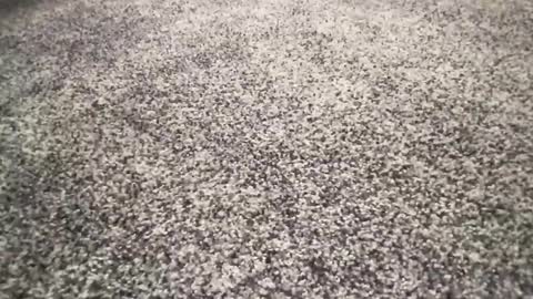 ironerectionn online show from 01/11/26, 01:32