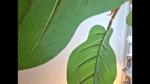 Isabella online show from 10/23/25, 11:14