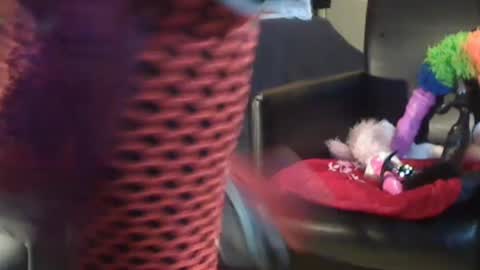 Snapshot of jacekwrrr chatting on 12/28/24, 10:58 JACKSLUT BUY ME . FAN CLUB MEMBERS AND THOSE WHOM THE MEMBERS INDICATE SISY SLUT PROVIDES THEM FREE SERVICES online show from 12/28/24, 10:58