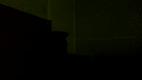 Jamacian online show from 02/21/25, 11:54