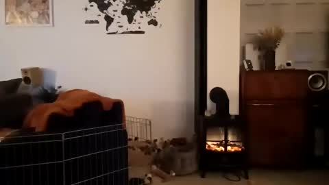 jaycat73 online show from 01/31/25, 11:45