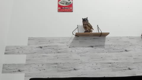 Jaycreedd online show from 10/10/25, 01:48