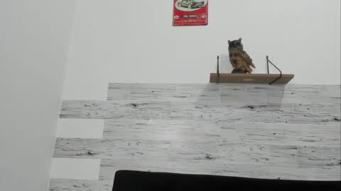 Jaycreedd online show from 11/20/25, 01:17