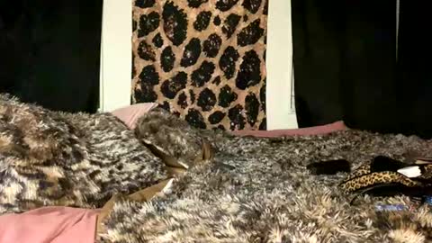 Snapshot of jeddahdolly chatting on 11/28/25, 12:24 jeddahdolly online show from 11/28/25, 12:24