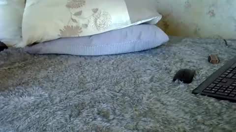 k5661 online show from 12/20/25, 11:06