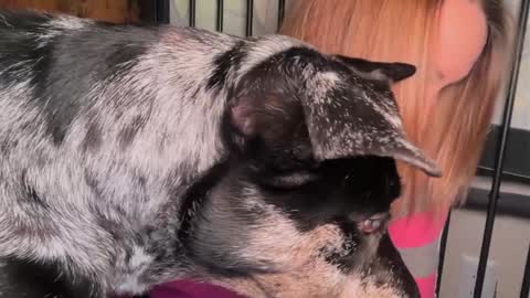 Snapshot of kaileeshy chatting on 03/29/26, 04:45 Kailee Smile online show from 03/29/26, 04:45