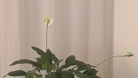 Help me with rate thanks  online show from 03/02/25, 04:39